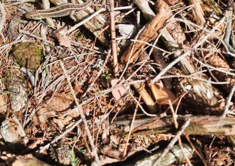 ŠKOL(K)A V PŘÍRODĚ - BĚLEČ NAD ORLICÍ