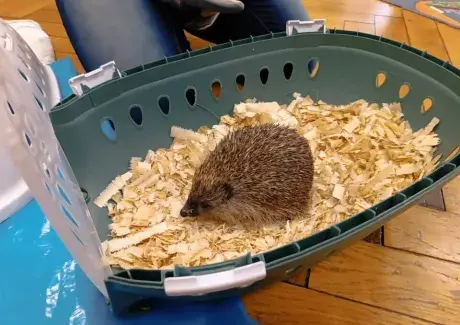 POVÍDÁNÍ O JEŽKU A NETOPÝROVI (záchranná stanice Jaroměř)