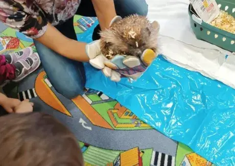 POVÍDÁNÍ O JEŽKU A NETOPÝROVI (záchranná stanice Jaroměř)