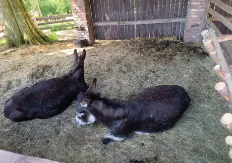 VÝLET DO DOUDLEB NAD ORLICÍ