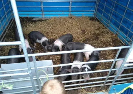 DOŽÍNKY - ŠIMKOVY SADY