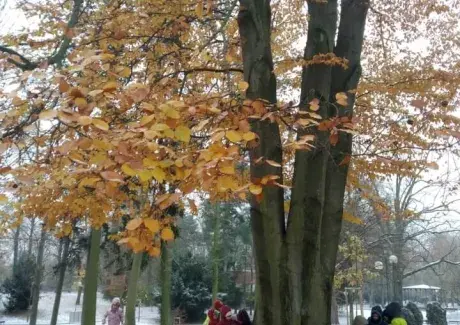 PODZIM V JIRÁSKOVÝCH SADECH